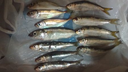 太刀魚のつもりが